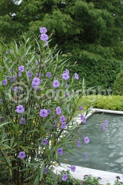Purple blooms; Evergreen; Broadleaf; 