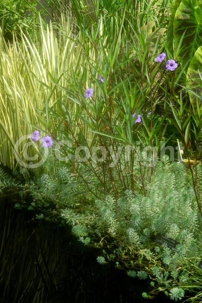 Purple blooms; Evergreen; Broadleaf; 