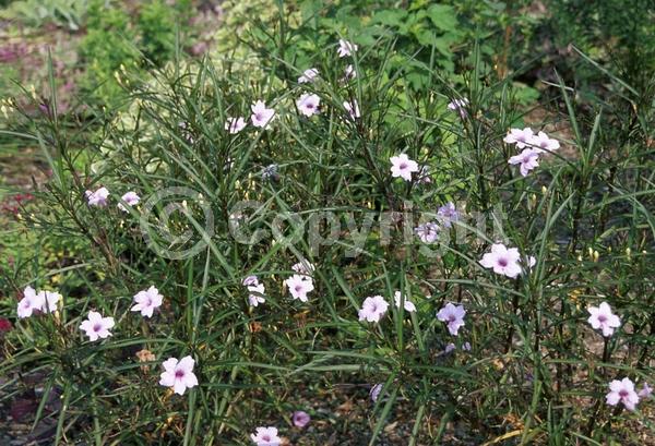Pink blooms; Deciduous; Broadleaf; North American Native