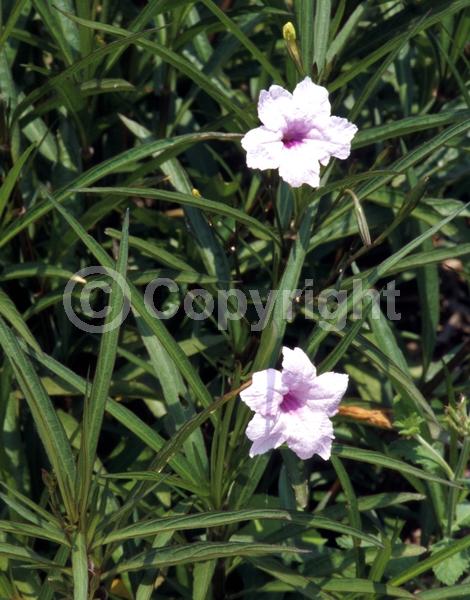 Pink blooms; Deciduous; Broadleaf; North American Native