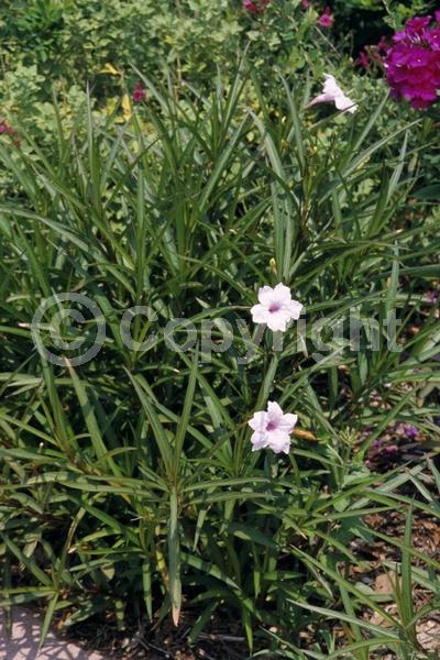 Pink blooms; Deciduous; Broadleaf; North American Native