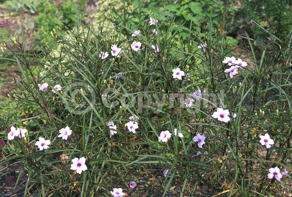 Pink blooms; Deciduous; Broadleaf; North American Native