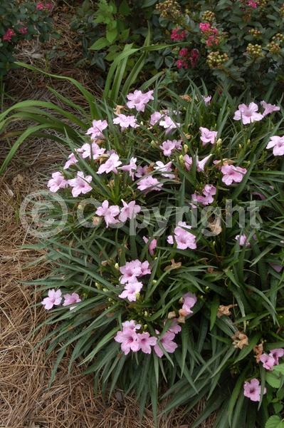 Pink blooms; Deciduous; Broadleaf; North American Native
