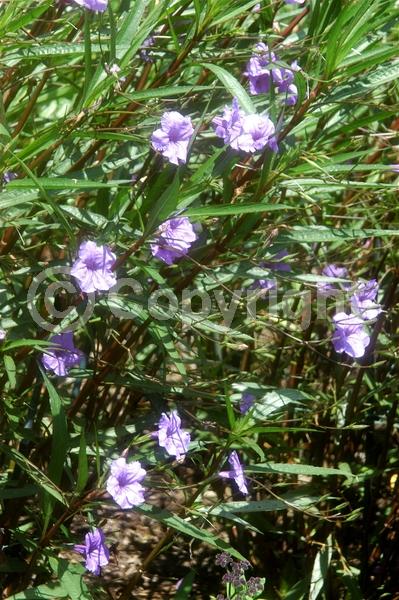 Purple blooms; Deciduous; Broadleaf; North American Native