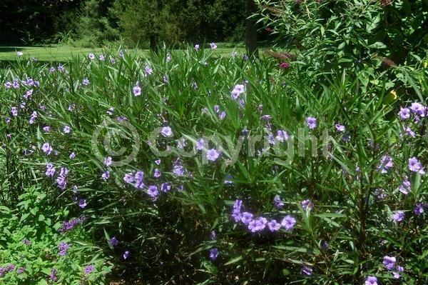 Purple blooms; Deciduous; Broadleaf; North American Native