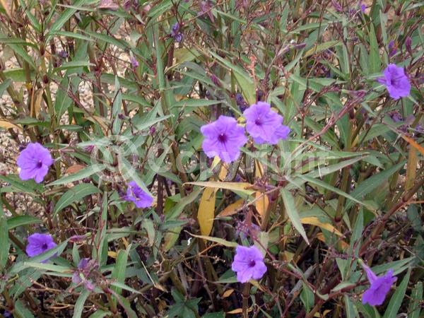 Blue blooms; Purple blooms; Deciduous; Broadleaf; North American Native