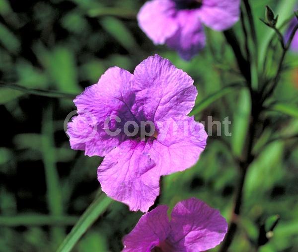 Blue blooms; Purple blooms; Deciduous; Broadleaf; North American Native