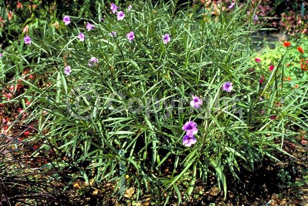 Blue blooms; Purple blooms; Deciduous; Broadleaf; North American Native