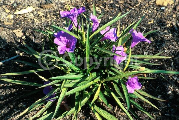 Blue blooms; Purple blooms; Deciduous; Broadleaf; North American Native
