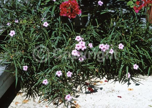 Blue blooms; Purple blooms; Deciduous; Broadleaf; North American Native