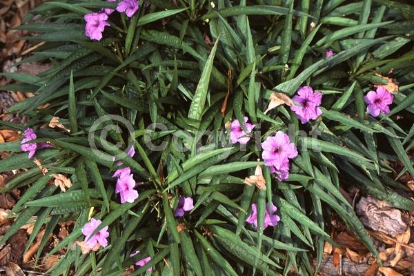 Blue blooms; Purple blooms; Deciduous; Broadleaf; North American Native
