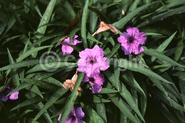 Blue blooms; Purple blooms; Deciduous; Broadleaf; North American Native