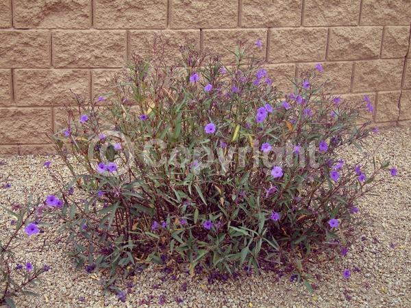 Blue blooms; Purple blooms; Deciduous; Broadleaf; North American Native