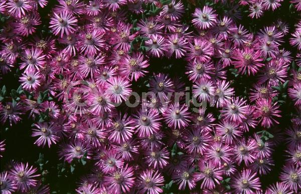 Purple blooms; Evergreen; Needles or needle-like leaf
