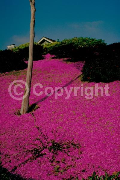 Purple blooms; Evergreen