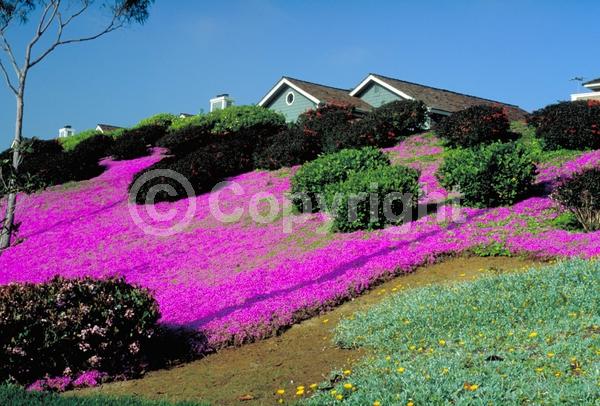 Purple blooms; Evergreen