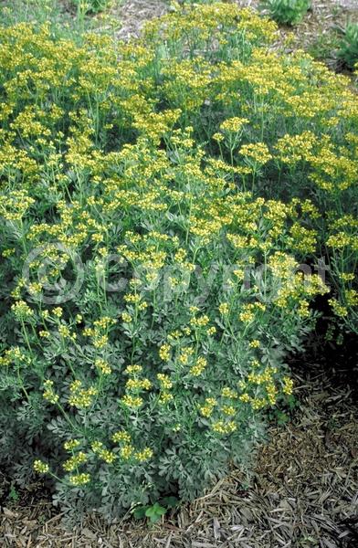 Yellow blooms; Semi-evergreen