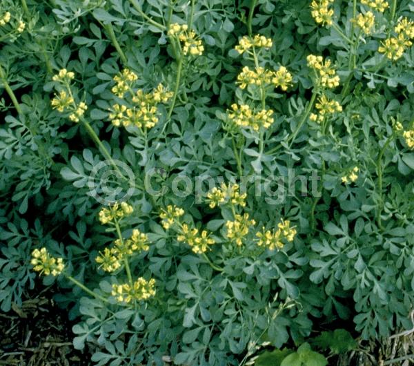 Yellow blooms; Semi-evergreen
