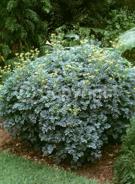 Yellow blooms; Semi-evergreen