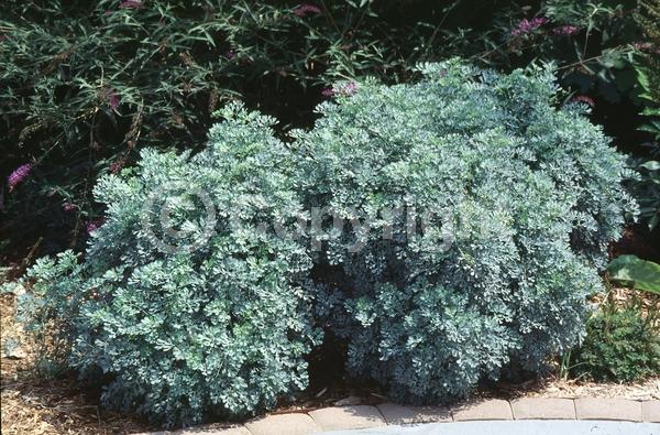 Yellow blooms; Semi-evergreen