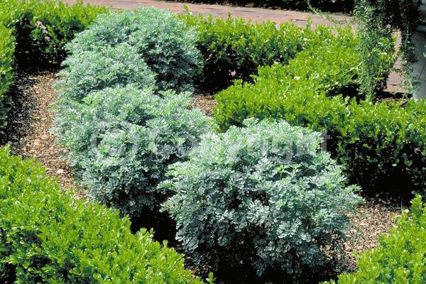 Yellow blooms; Semi-evergreen