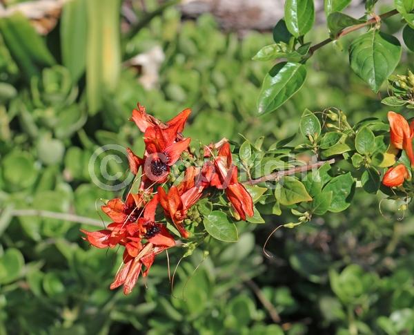 Red blooms; Orange blooms; Evergreen
