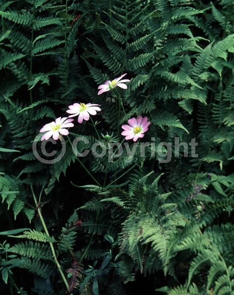Pink blooms; North American Native