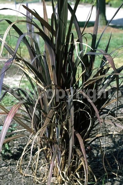 White blooms; Deciduous; Broadleaf