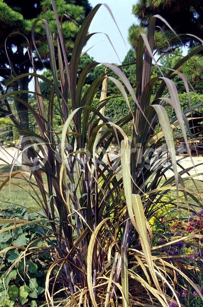 White blooms; Deciduous; Broadleaf