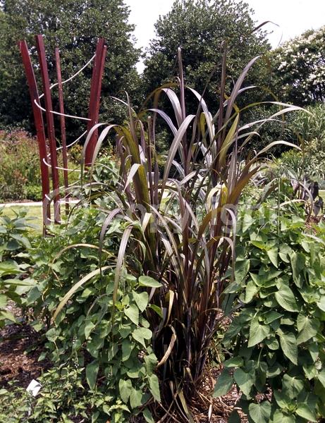 White blooms; Deciduous; Broadleaf