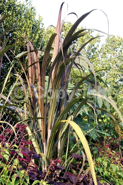 White blooms; Deciduous; Broadleaf