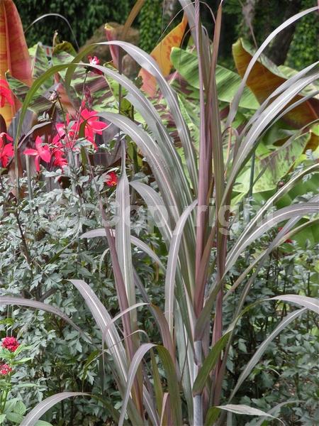 White blooms; Deciduous; Broadleaf