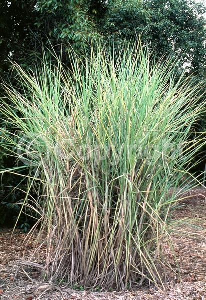 White blooms; Deciduous; Broadleaf