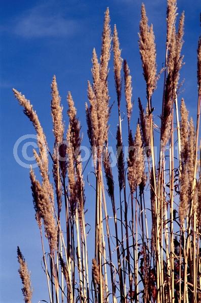 White blooms; Deciduous