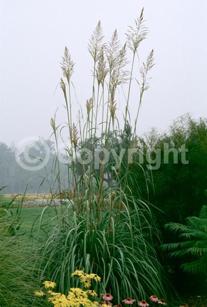 White blooms; Deciduous