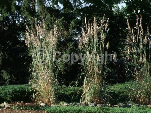 White blooms; Deciduous