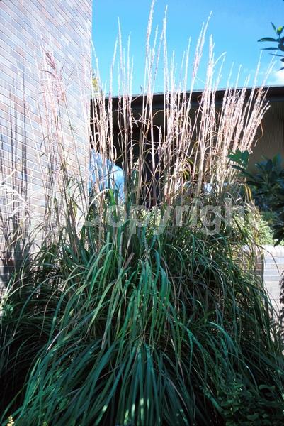 White blooms; Deciduous