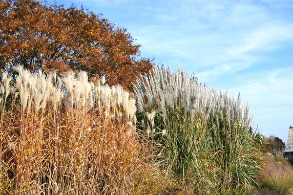 White blooms; Deciduous
