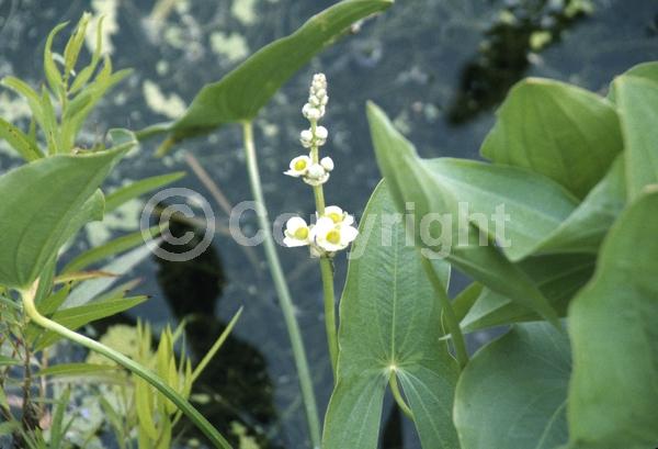 White blooms; Deciduous; North American Native