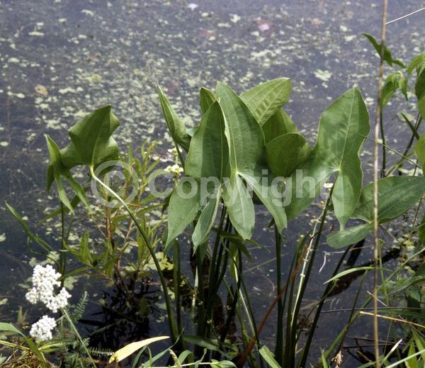 White blooms; Deciduous; North American Native