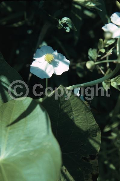 White blooms; Deciduous; North American Native