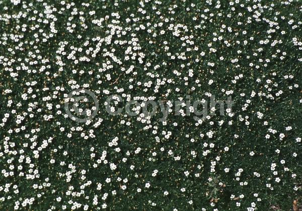 White blooms; Deciduous; Broadleaf