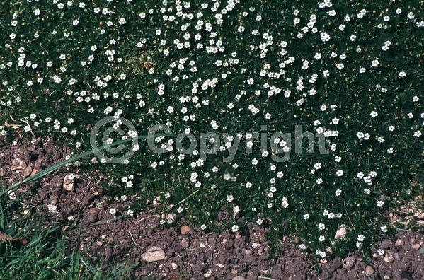 White blooms; Deciduous; Broadleaf