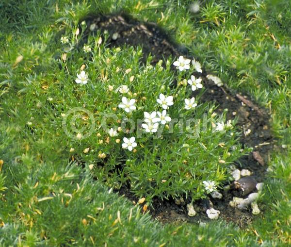 White blooms; Deciduous; Broadleaf