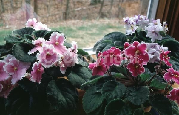 Blue blooms; Purple blooms; White blooms; Pink blooms; Lavender blooms; Salmon blooms; Evergreen