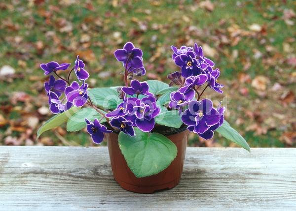 Blue blooms; Purple blooms; White blooms; Pink blooms; Lavender blooms; Salmon blooms; Evergreen