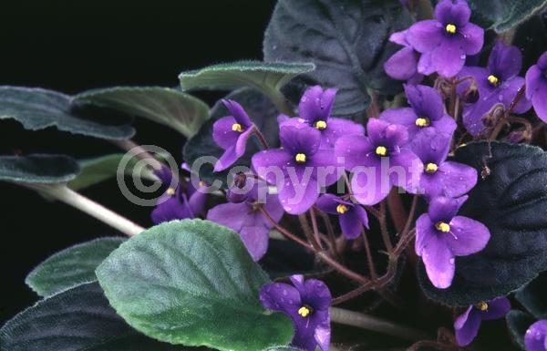 Blue blooms; Purple blooms; White blooms; Pink blooms; Lavender blooms; Salmon blooms; Evergreen