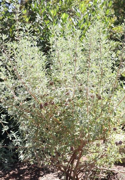 Purple blooms; Semi-evergreen