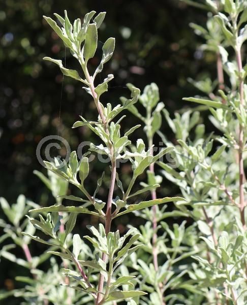 Purple blooms; Semi-evergreen