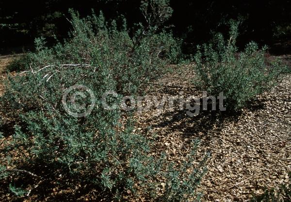 Purple blooms; Semi-evergreen